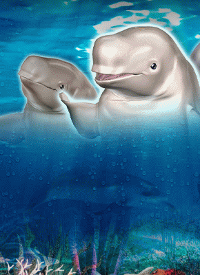 Jolly Beluga Whales