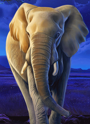 African Elephant